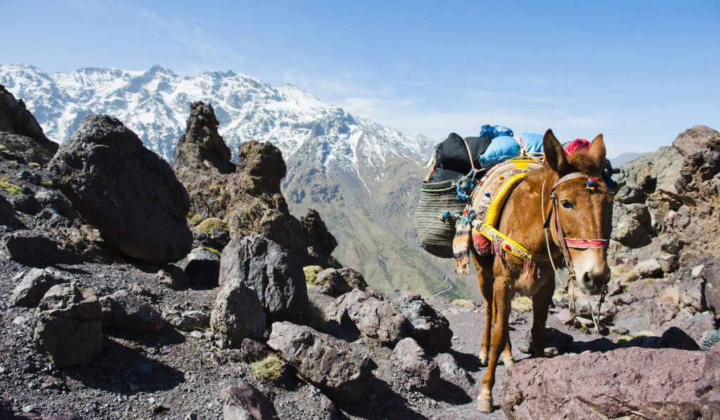 Mule on the walk between Atlas Mountain