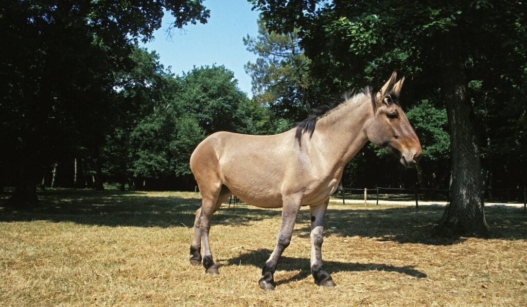 Mule standing on grass