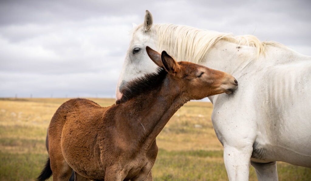 Mules On Pasture