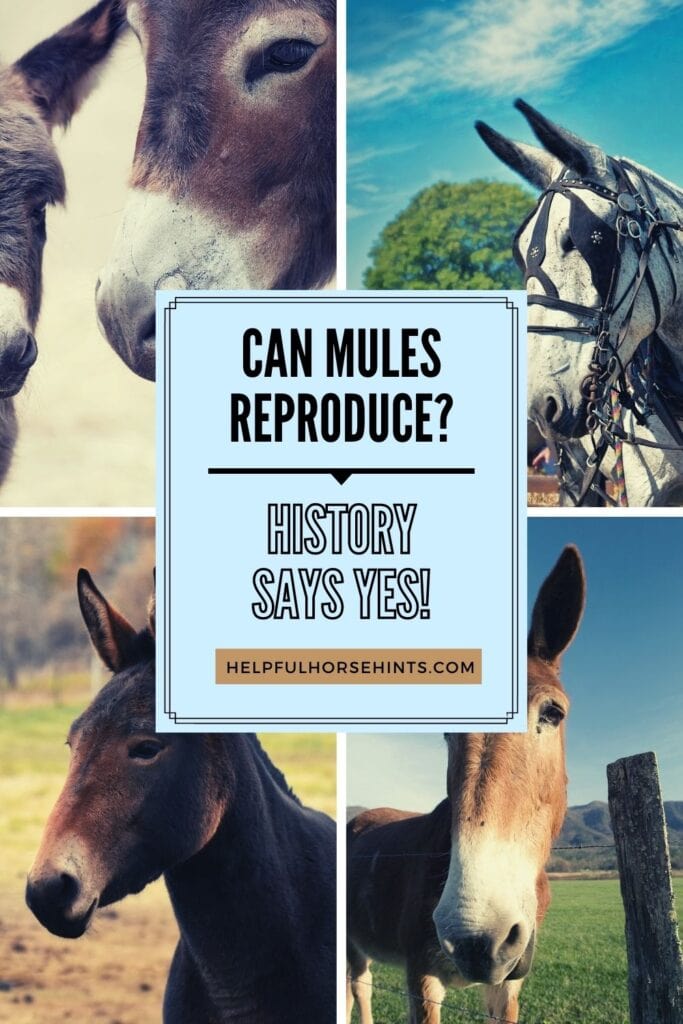 Pinterest pin - Mules Reproducing