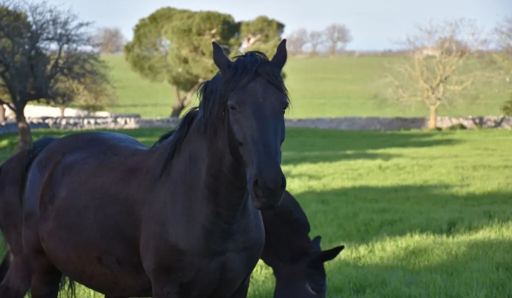 Murgese horses on a farm field