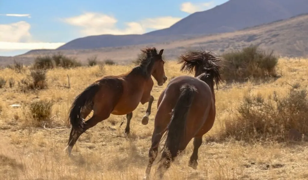 Mustang