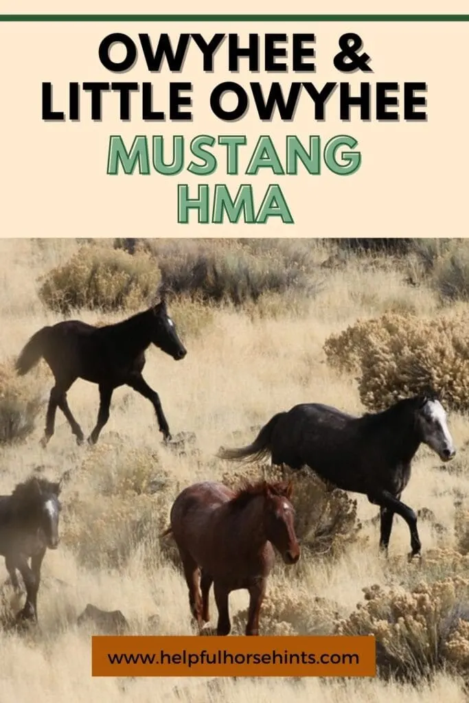 Pinterest pin - Mustang HMA in Owyhee & Little Owyhee