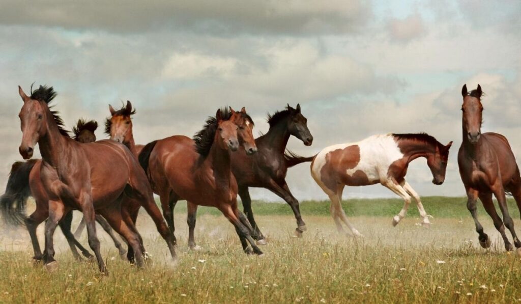 Mustang Horse