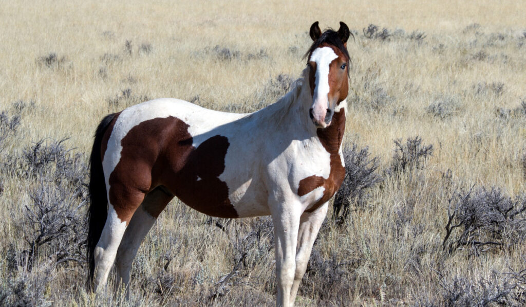 Mustang Horse standing in the hill