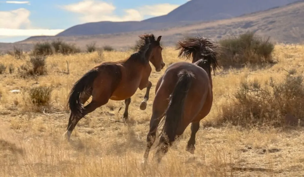 Mustang Horse