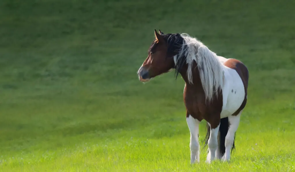 Mustang horse stand on green meadow. ee220329