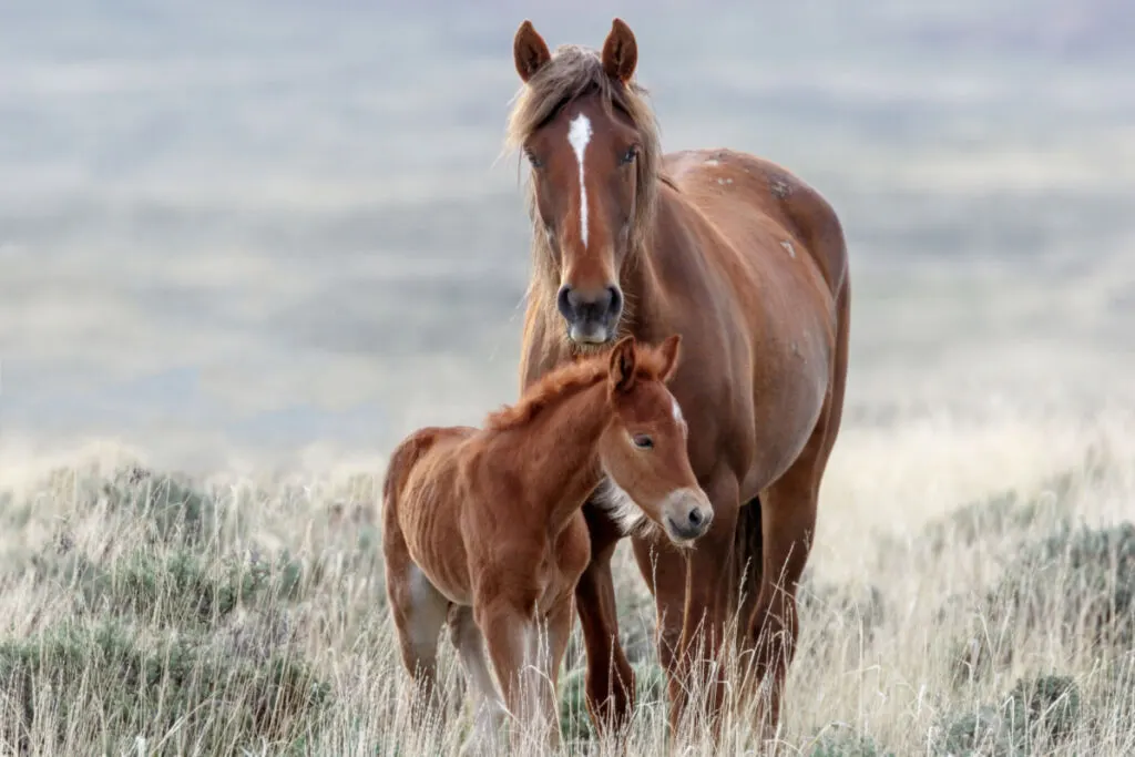 Mustang horse with foal in the field