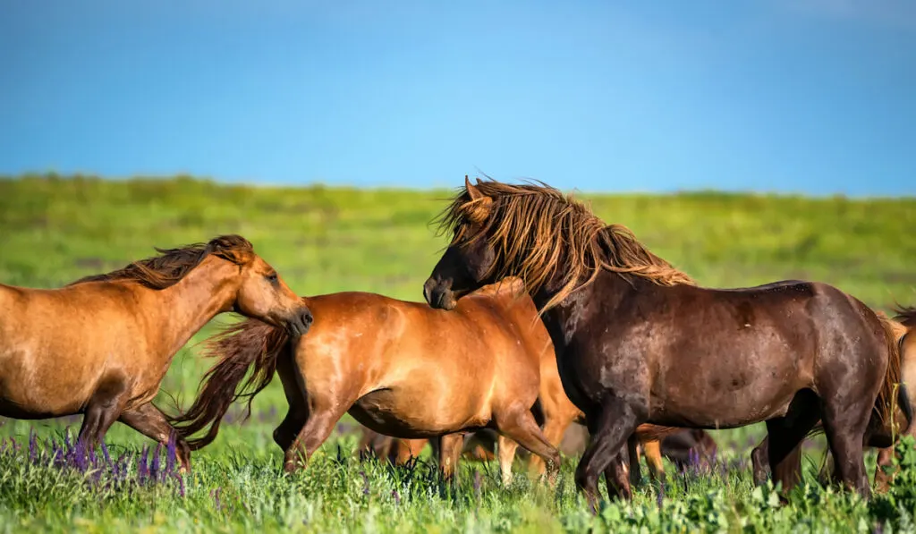 Mustangs or wild horses graze on meadow in Rostov national reserve, Russia