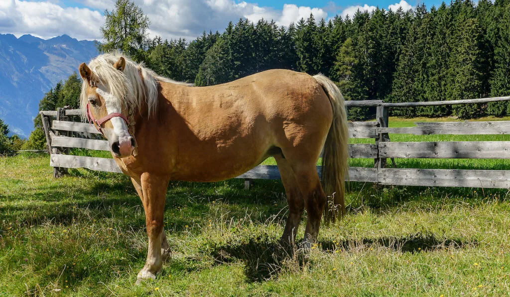 Muzzle Mountain pleasure horse in front of a wooden fence on the farm