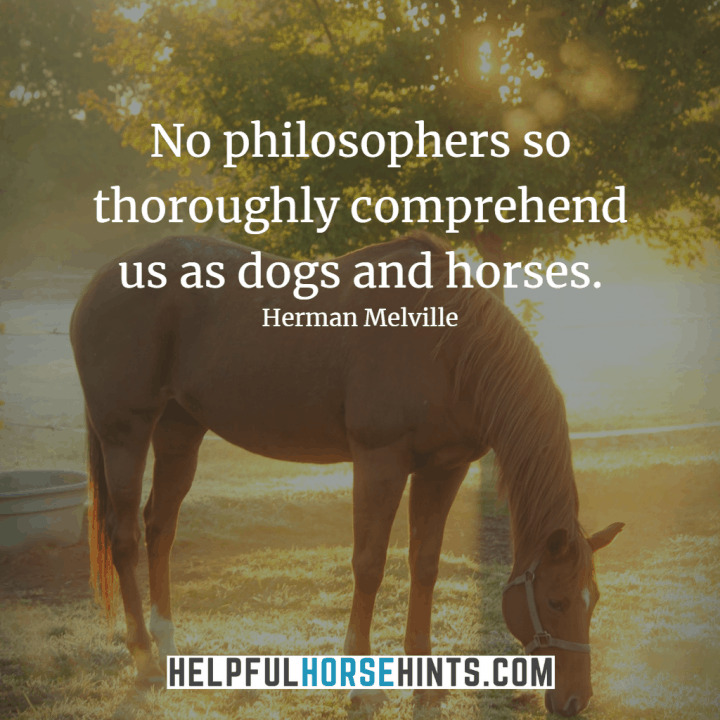 45+ Horseback Riding Quotes That Will Inspire You (w/ Shareable