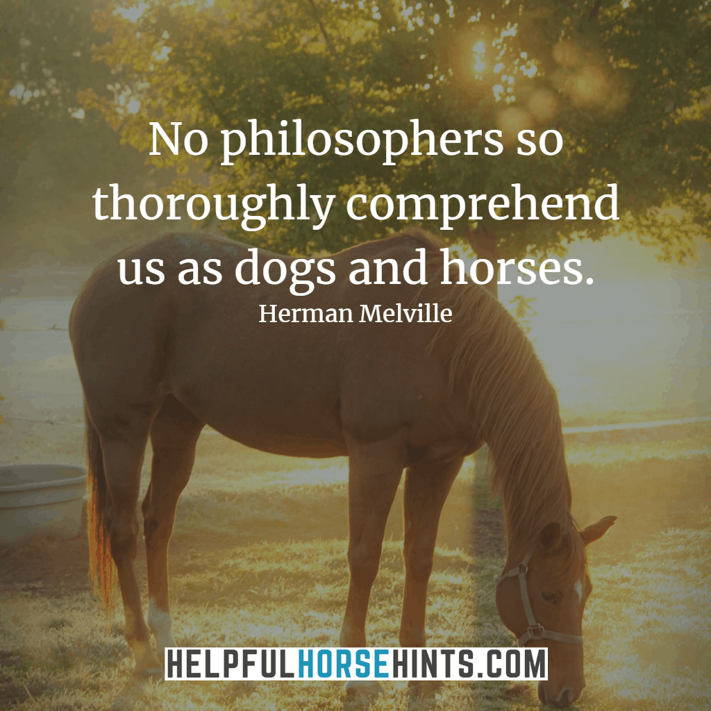 Horse Quote - No philosophers so thoroughly comprehend us as dogs and horses.