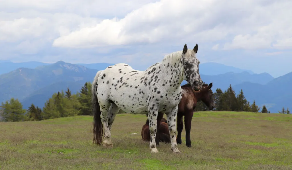 Noriker Horse grazing in meadow