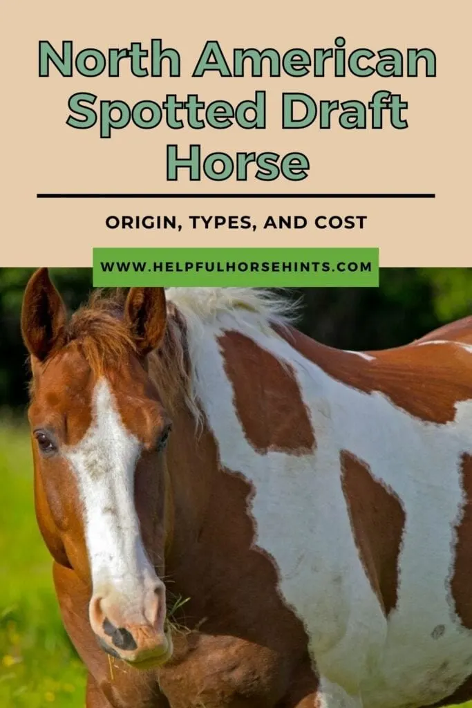 Pinterest pin - North American Spotted Draft Horse