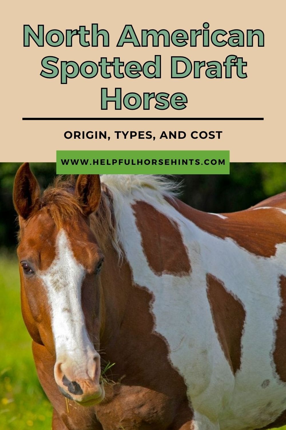 North American Spotted Draft Horse Origin, Types, and Cost Helpful
