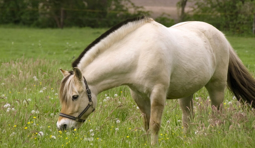Norwegian Fjord horse grazing on a spring meadow
