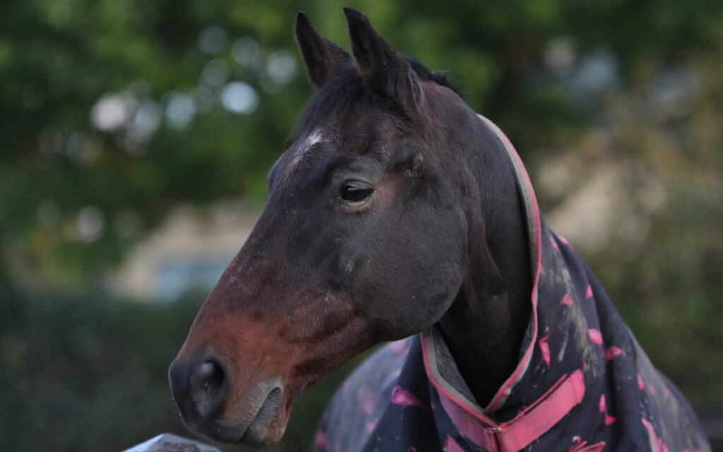 Old horse wearing a turnout rug in the field, gazing out in his surroundings