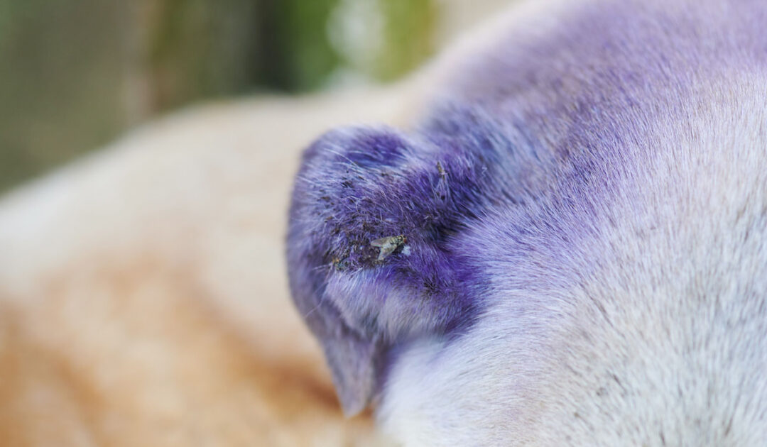 Do Horse Flies Bite Dogs? (8 Things You Need to Know) Helpful Horse Hints