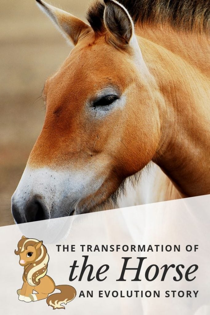 Pinterest Pin - The transformation of the horse an evolution story