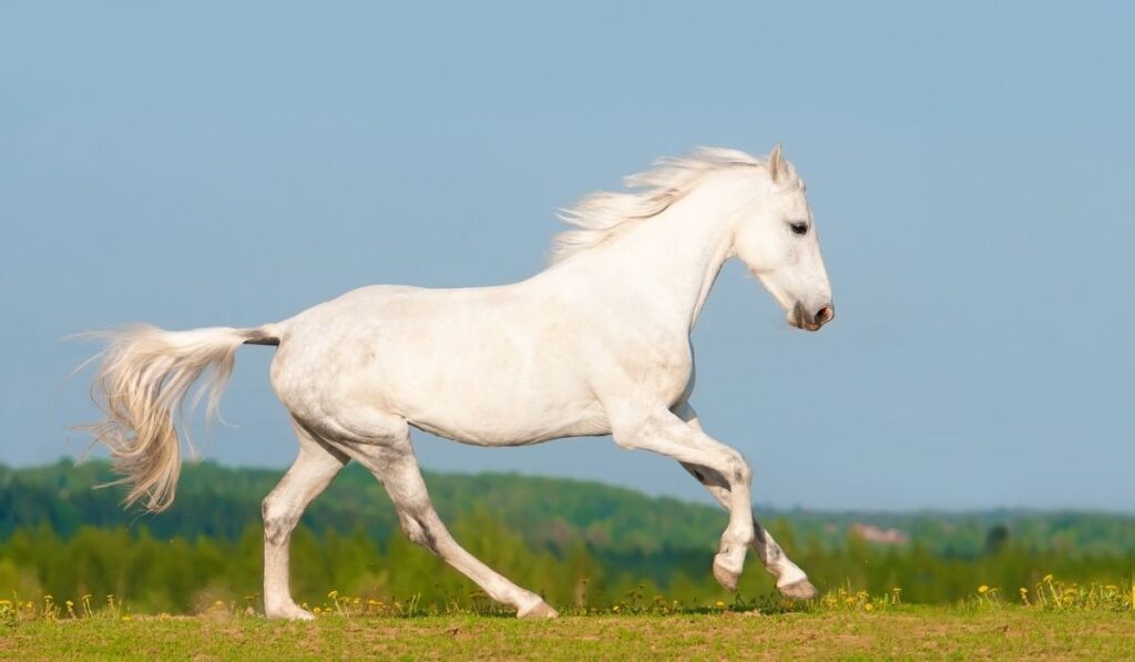 Orlov Trotter