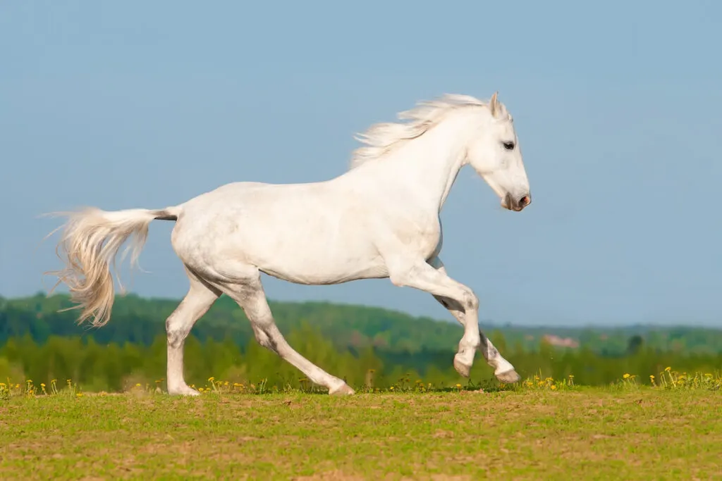 orlov trotter galloping in the meadow