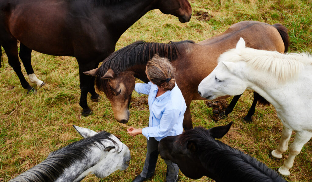 Overhead view of woman amongst five horses in field
