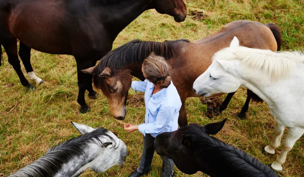 Overhead view of woman amongst five horses in field