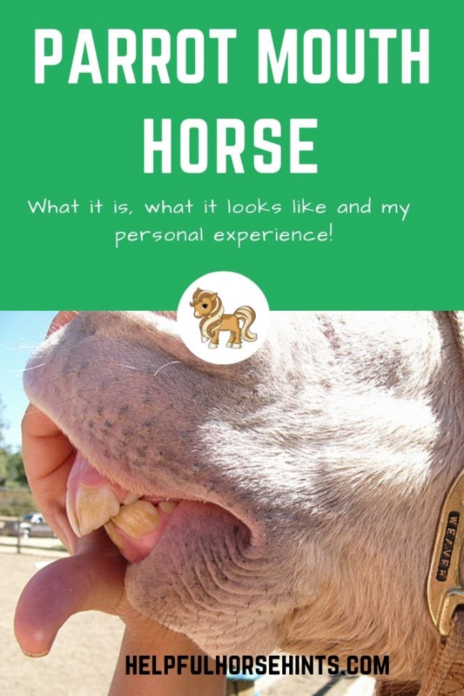 Parrot Mouth in Horses Pictures & Explanation Helpful Horse Hints