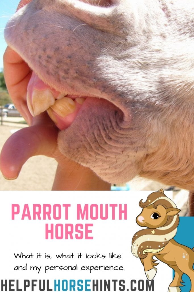 Pinterest pin - Parrot Mouth in Horses - Pictures & Explanation