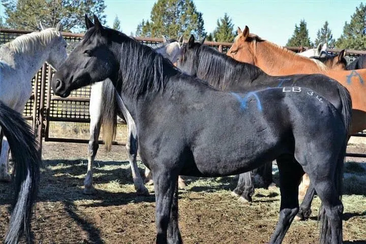 PZP brand on blm mustang