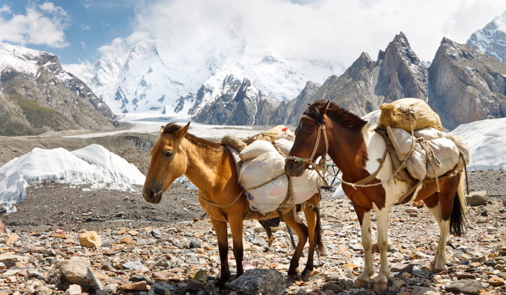 two horses carrying bags in the mountains