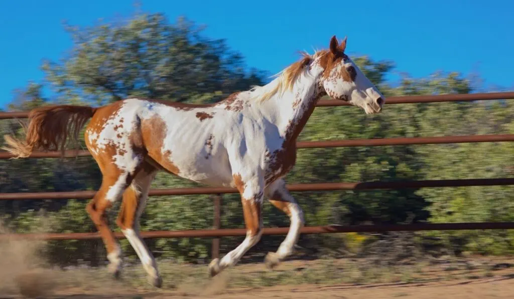 Paint Horse