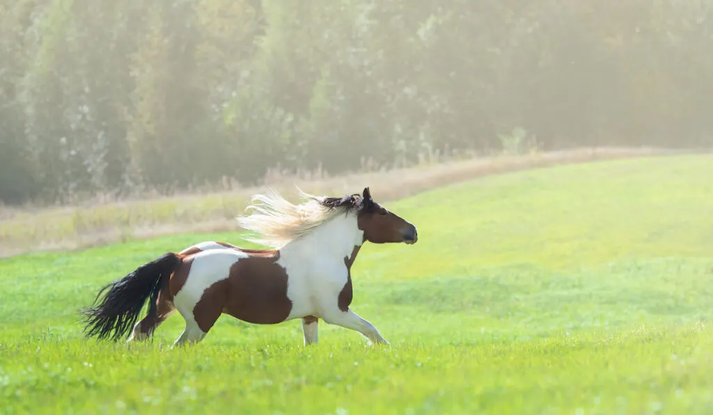 Paint horse galloping across summer green meadow