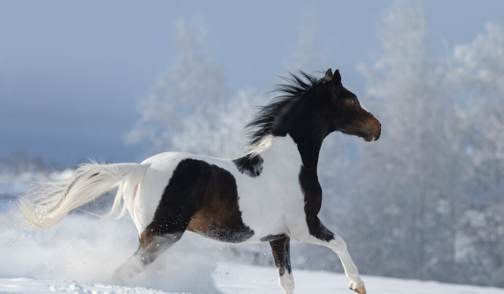 Paint horse galloping across winter snowy meadow