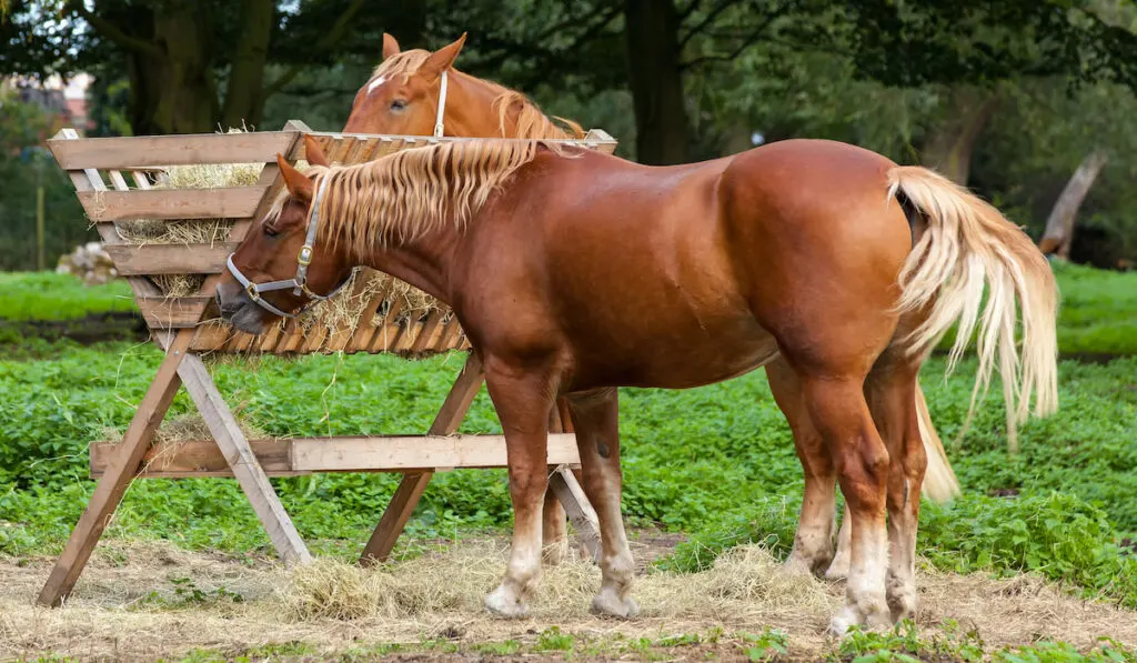 Pair of Suffolk punch horses feeding on hay 