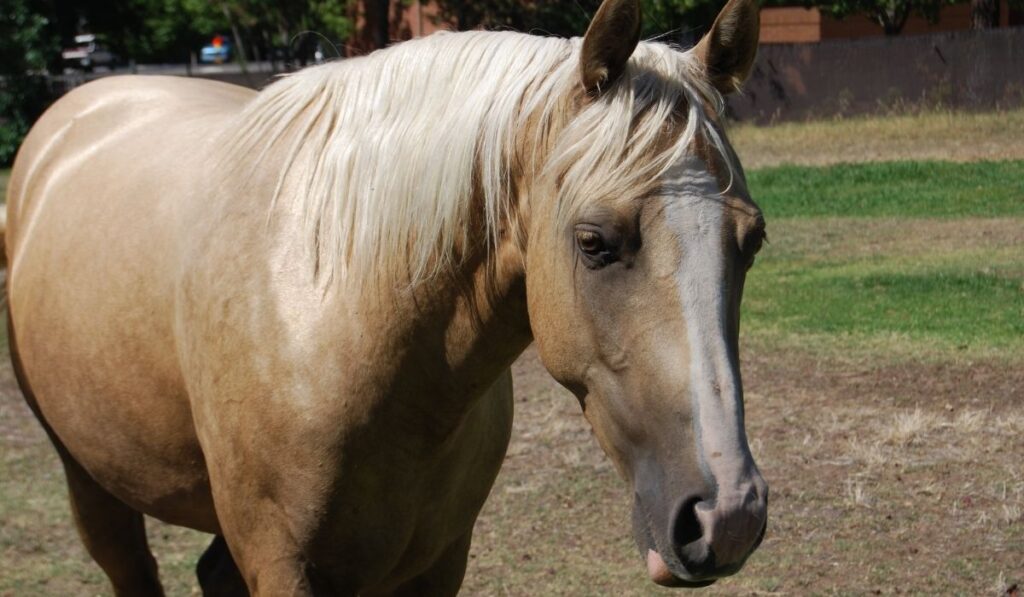 palomino horse with black mane