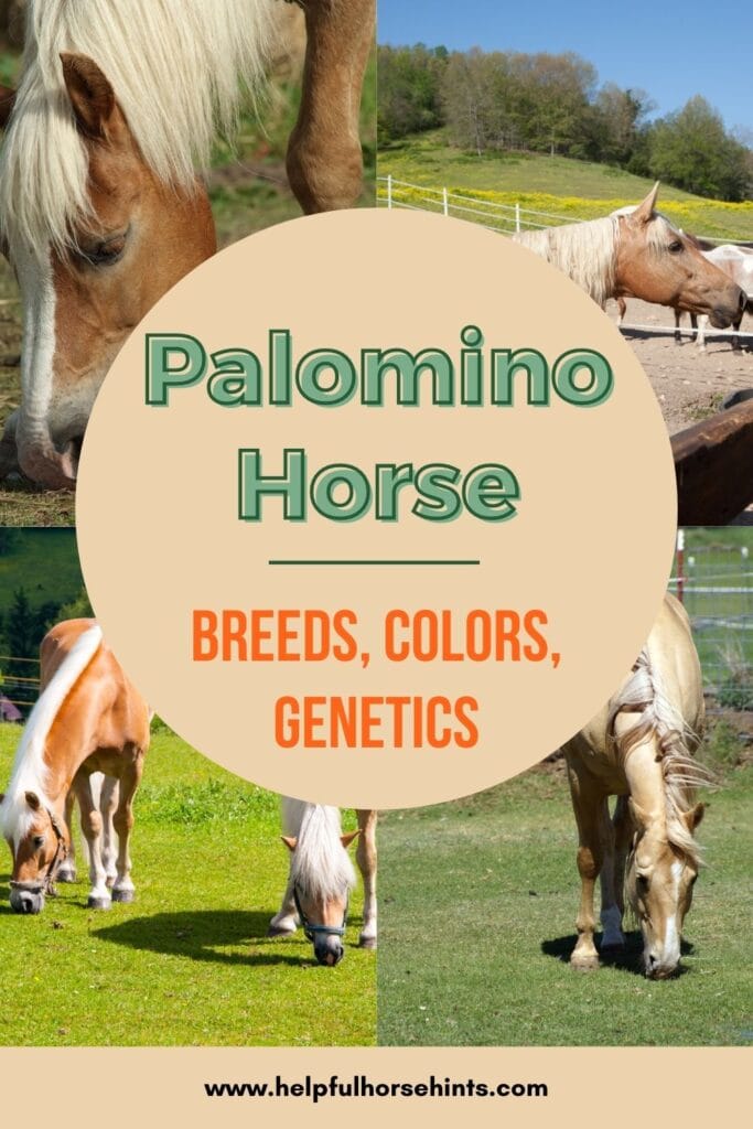 Pinterest pin - Palomino Horse - Breeds, Colors, and Genetics