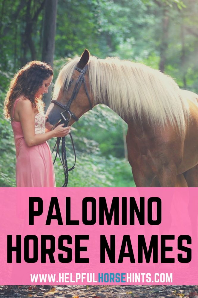 130-palomino-horse-names-helpful-horse-hints