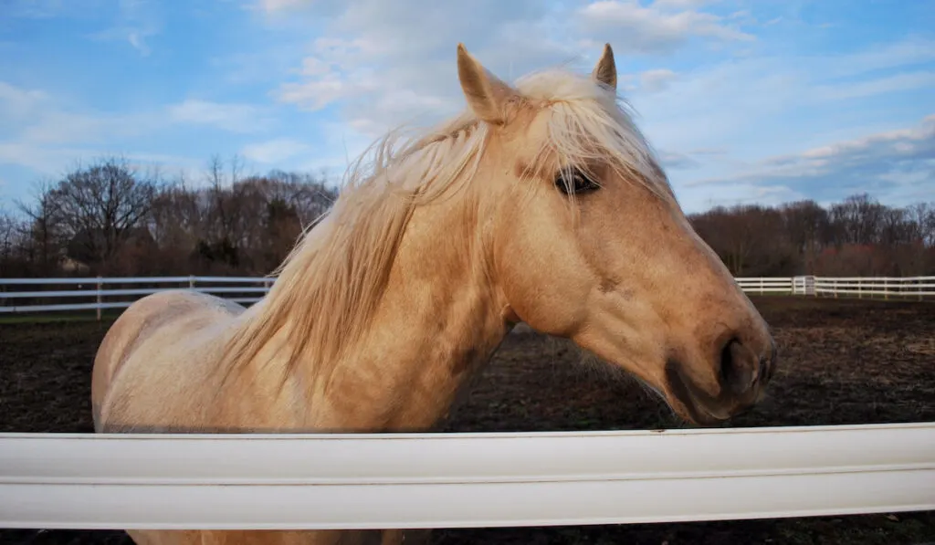 Palomino Kentucky Mountain Saddle Stallion behind white fence in paddocks