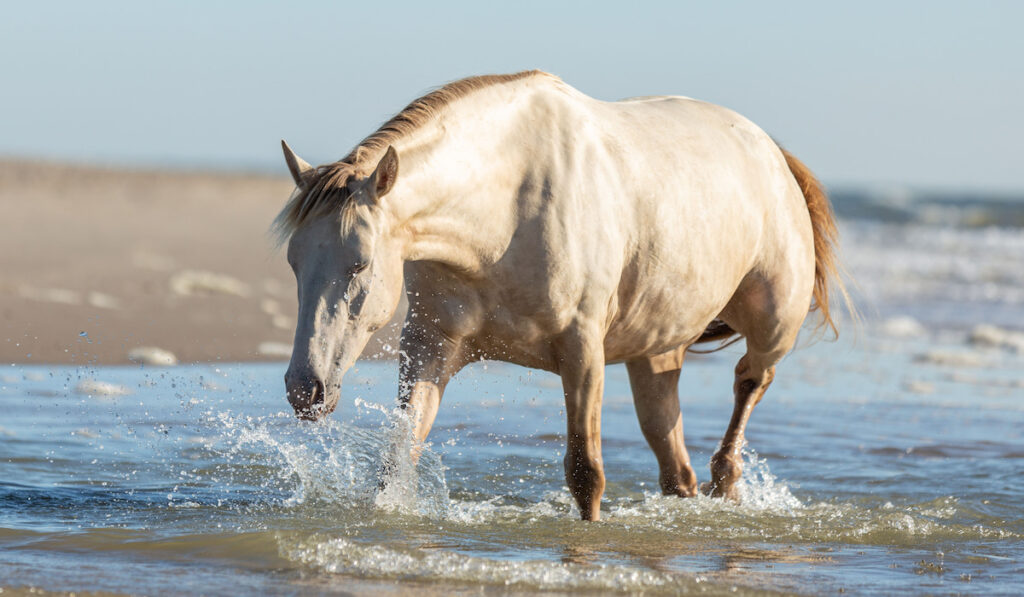 Palomino Rocky Mountain Horse walking through the water with his head low to the water