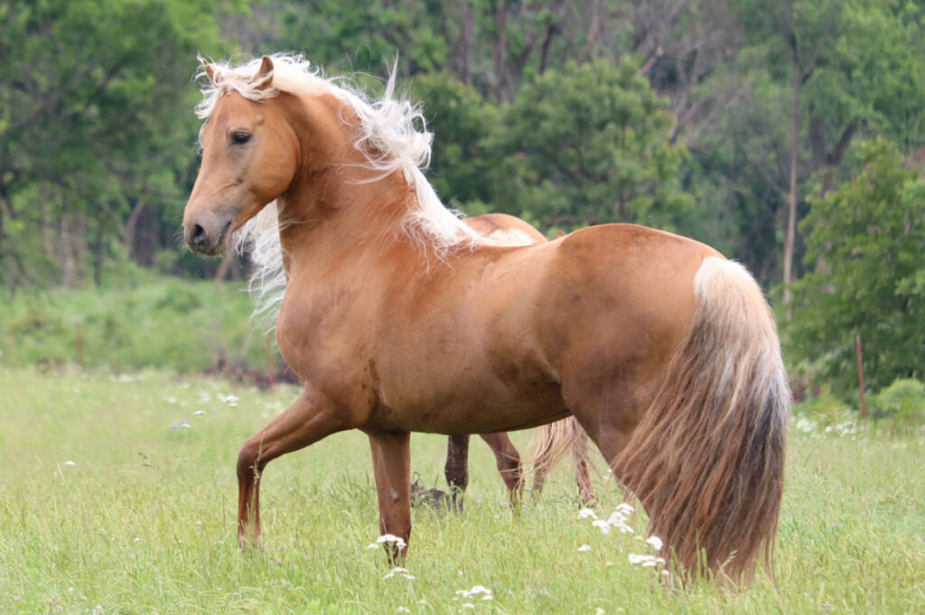 Palomino horse wandering in the greenfield