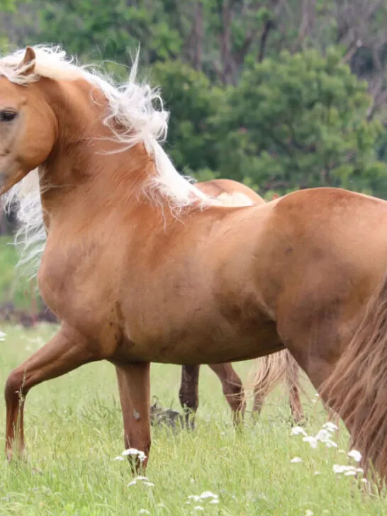 Palomino horse wandering in the greenfield