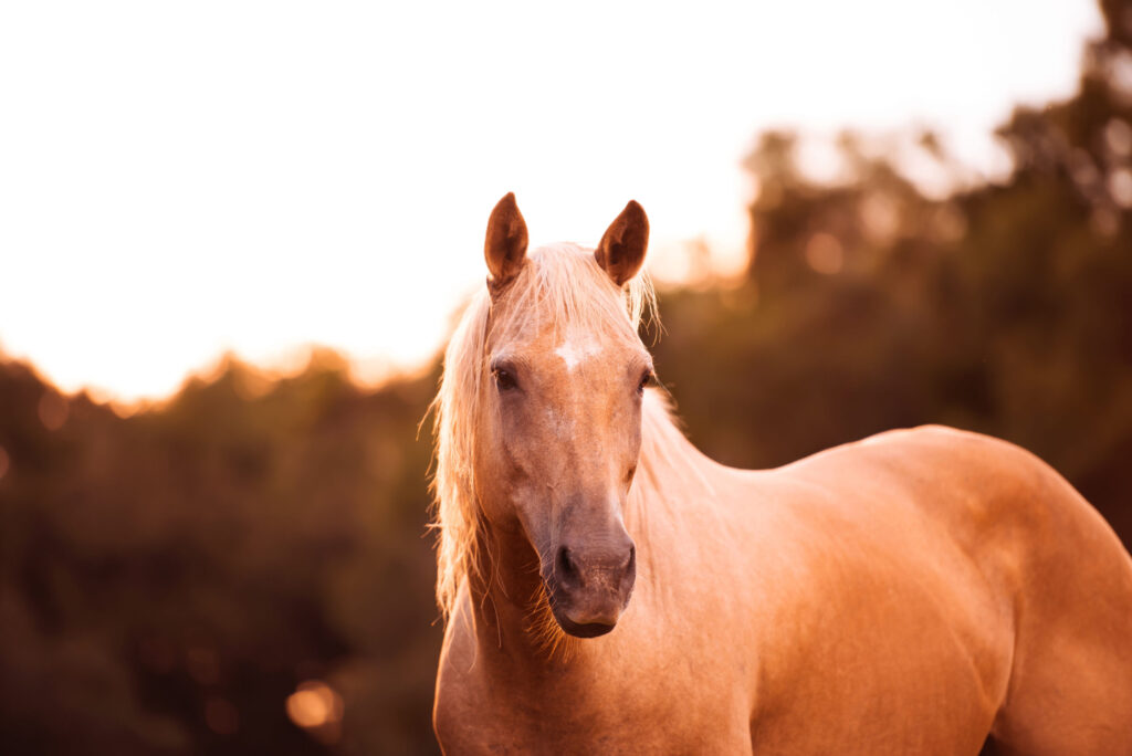 Palomino stallion in green grass pasture at sunset - ss230524