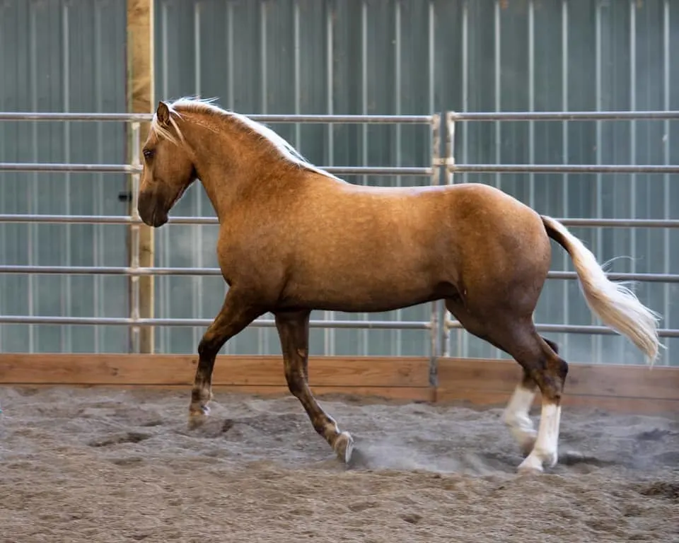 Sooty Palomino horse running inside metal fence