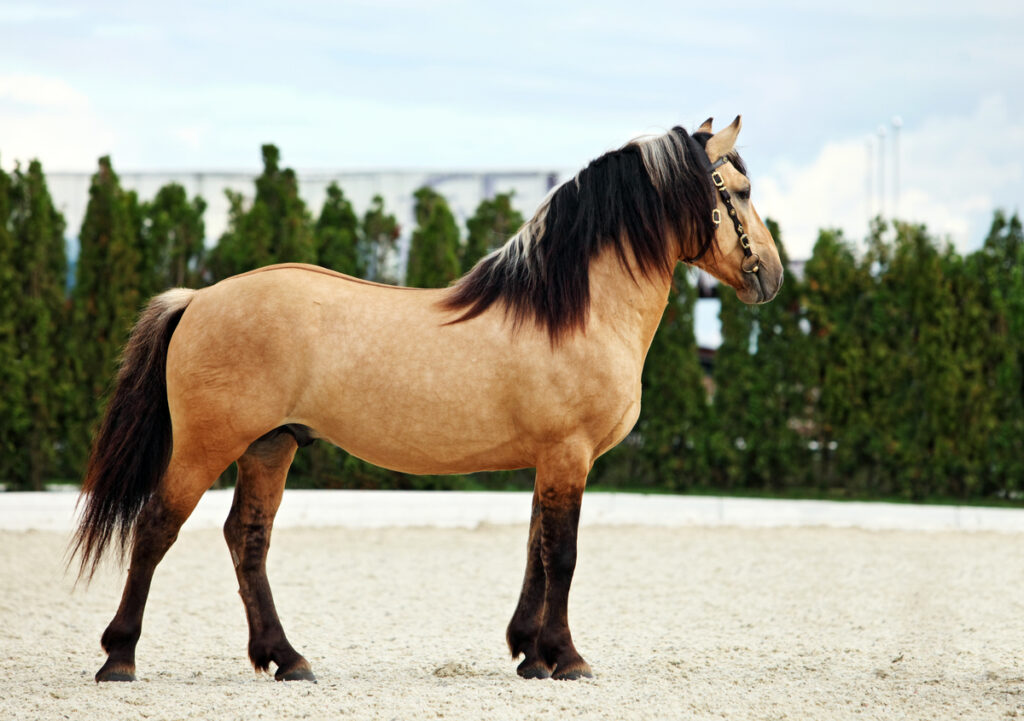 Paso Fino Horse standing in an open field