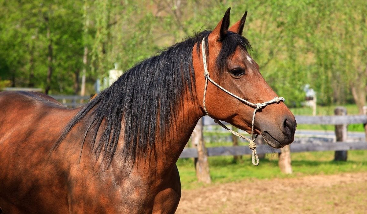 Paso Fino Horse