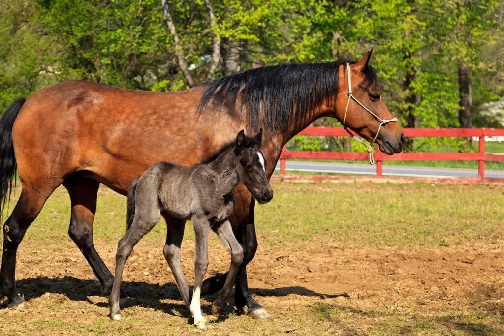 Paso Fino Mare Horse 