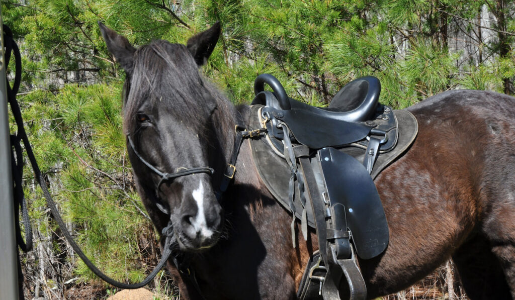 Paso Fino Mare in endurance saddle tied to a horse trailer
