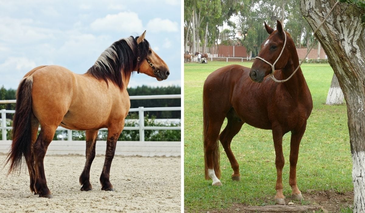 Paso Fino and a Peruvian Paso