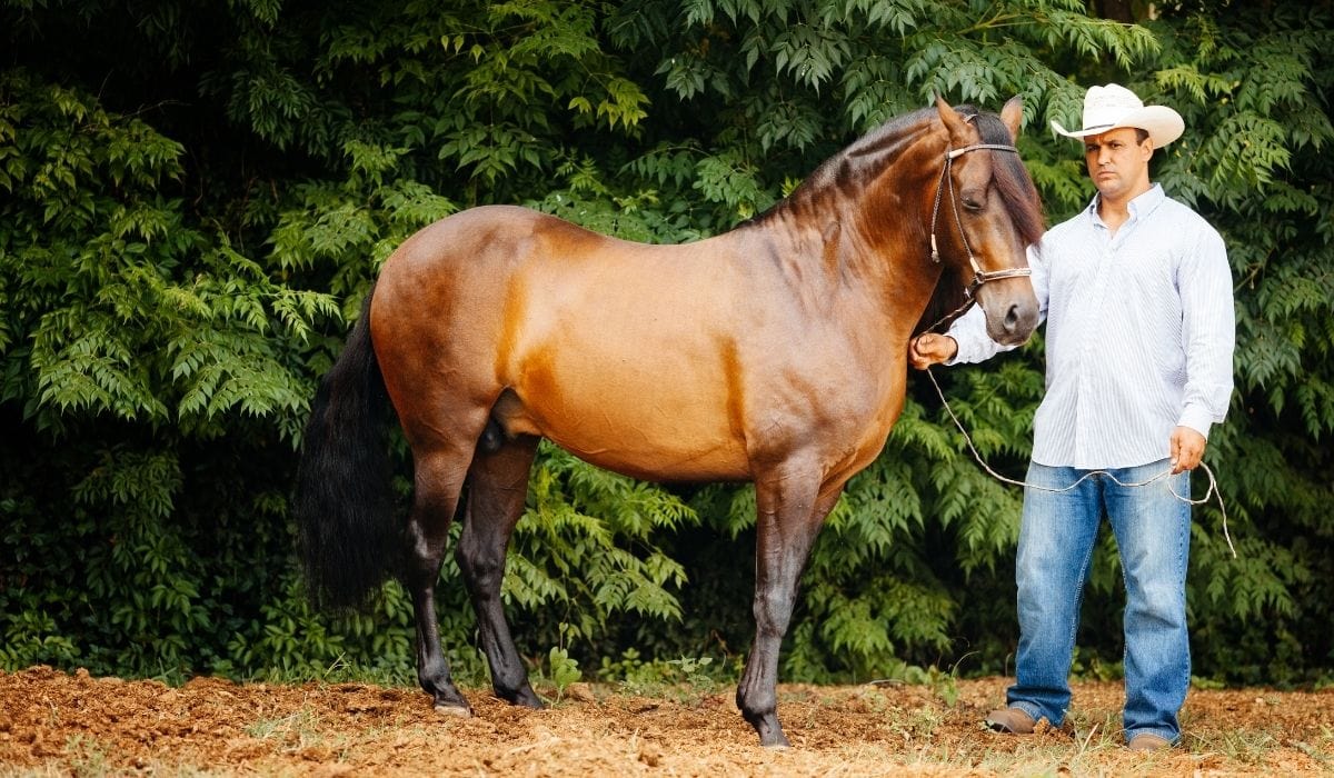 Paso Fino and its owner